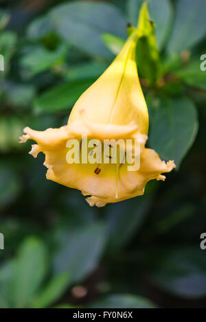 Solandra Maxima Tasse gold Hawaiian Lilie eröffnet Knospe gelb tropischen Rebe Blume Stockfoto