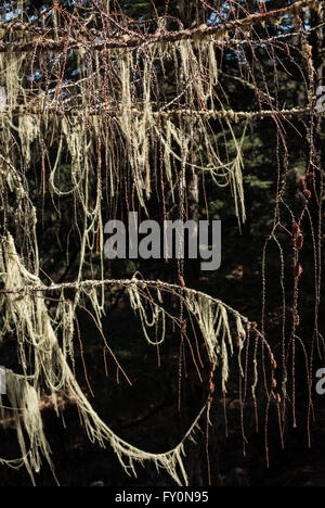 Lange Strähnen Flechten (Spanish Moss) drapiert von einem Hemlock-Baum in der Nähe von Cheli La, Bhutan Stockfoto