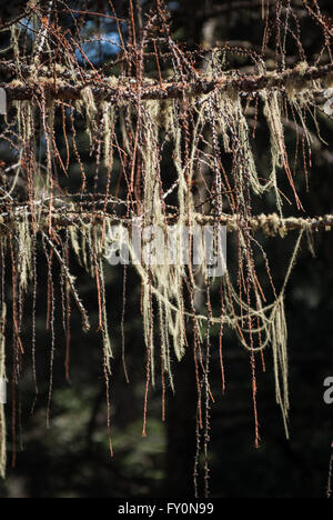 Lange Strähnen Flechten (Spanish Moss) drapiert von einem Hemlock-Baum in der Nähe von Cheli La, Bhutan Stockfoto