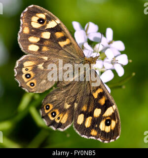 Makro gesprenkelt Holz (Pararge Aegeria) auf Blume (Officinale Alliaria) Stockfoto