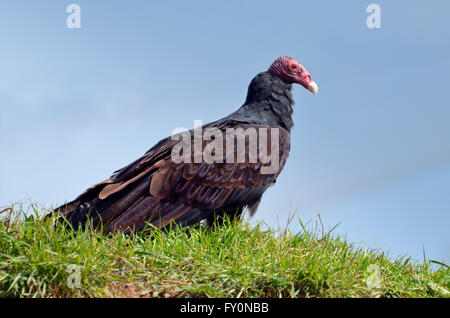 Porträt der Türkei Geier (Cathartes Aura) auf blauen Himmelshintergrund Stockfoto