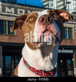 Pit Bull Art Mischling Hund, East Village, Calgary, Alberta, Kanada Stockfoto