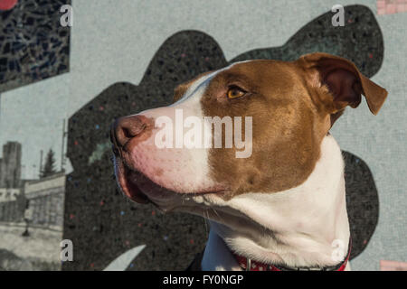 Pit Bull cross vor East Village Wandbilder, Straßenkunst, Calgary, Alberta, Kanada Stockfoto
