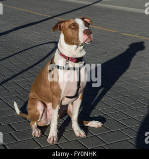 Pit Bull cross, sitzen auf einem Pfad Stockfoto