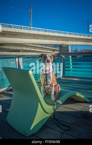 Pit Bull Art Mischling Hund, C-Bahn-Linie, East Village, Calgary, Alberta, Kanada Stockfoto