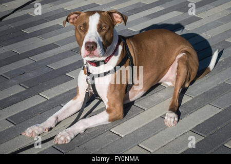 Pit Bull cross, liegend auf einem Pfad Stockfoto