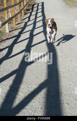 Laufenden Pit Bull Art Mischling Hund, St. Patricks Insel, Calgary, Alberta, Kanada Stockfoto