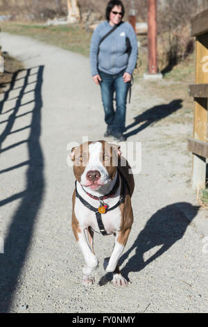 Mit Pit Bull Typ Hund, Mischling, mit Besitzerin im Hintergrund die St. Patricks Insel, Calgary, Alberta, Kanada Stockfoto