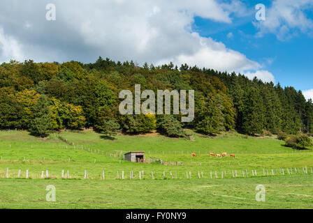 Vieh auf den Wiesen in der Hasenkammer unterhalb der Winterkopf in der Nähe von Medebach im Hochsauerland Stockfoto