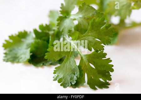 Сoriander Blätter auf einem weißen Tisch Stockfoto