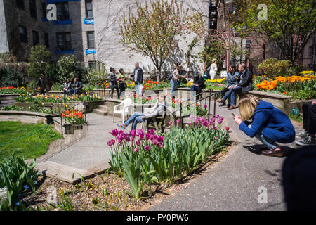 Besucher auf der Westseite Community Garden in New York genießen die über 13.000 Tulpen blühen während ihrer Tulpenfestival, gesehen auf Samstag, 16. April 2016. Der Garten feiert gerade seinen 42. Jahr. (© Richard B. Levine) Stockfoto