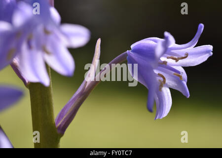 Nahaufnahme Foto von einer Glockenblume Anthere und Stigma scharf auf einen außerhalb des Fokus-Hintergrund zeigt. Stockfoto