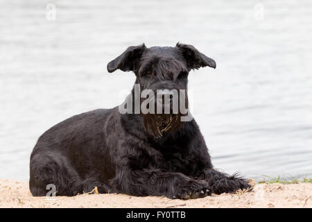 Porträt des großen schwarzen Schnauzer-Hund, der auf Sand liegt. Der Wasserstand ist im Hintergrund. Stockfoto