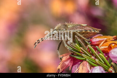 Behaarte Shield Bug (Dolycoris Baccarum) auf Heidekraut Blumen Stockfoto