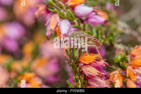 Behaarte Shield Bug (Dolycoris Baccarum) auf Heidekraut Blumen Stockfoto