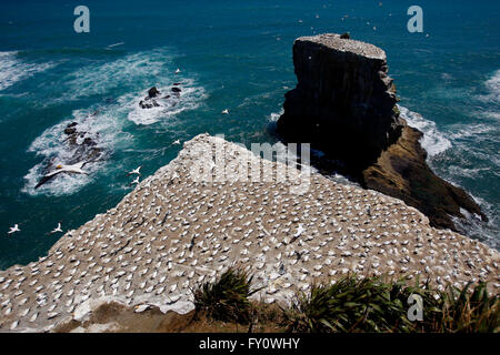 Eine Draufsicht einer Kolonie von Seevögeln Australasian Tölpel am Muriwai Beach, Neuseeland Stockfoto