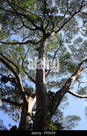 Riesigen Baumkrone (Manoa Falls Trail, Oahu) Stockfoto