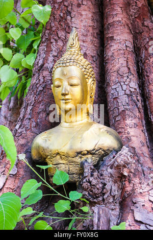Buddha Kopf, in dem Bodhi-Baum Stockfoto