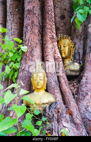 Buddha in den Bodhi-Baum-Kopf Stockfoto