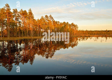 Sonnigen Sommerabend im Moor im Lahemaa Nationalpark Stockfoto