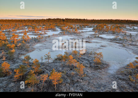 Sonnenaufgang im gefrorenen Moor im Naturschutzgebiet Endla Stockfoto