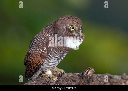 Dschungel Owlet (Glaucidium Radiatum) in Goa, Indien Stockfoto