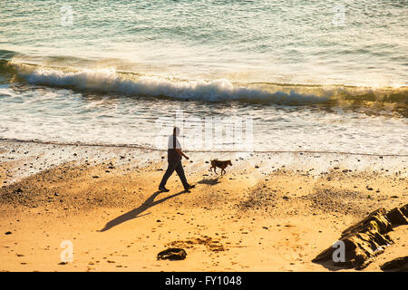 Ein Mann geht seinen Hund am Fistral Strand am Abend. Stockfoto