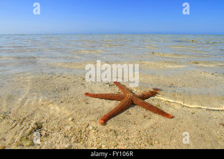 Sea Star oder Seestern auf einem weißen Korallen Sandstrand an einem tropischen Korallenriff mit Textfreiraum. Stockfoto