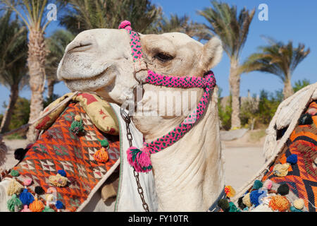 bunte Kamel Kopf in Ägypten Stockfoto