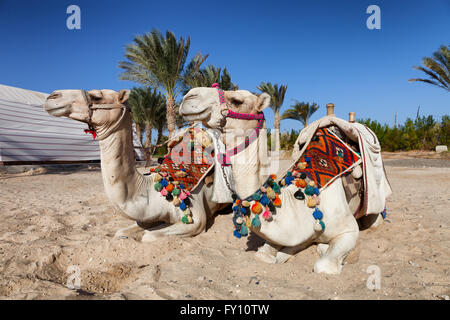 zwei bunte Kamele in Ägypten Stockfoto