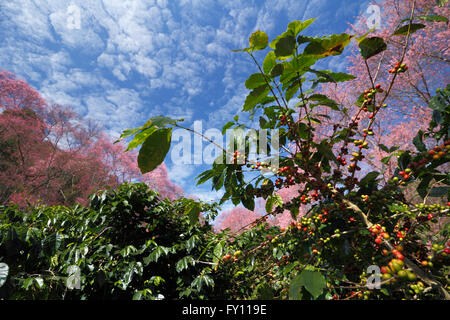 Kaffeebaum-Landschaft Stockfoto