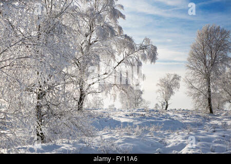 Moorbirke (Betula Pubescens) Bäume bedeckt in Frost im Winter an das hohe Venn / Hautes Fagnes, belgische Ardennen, Belgien Stockfoto