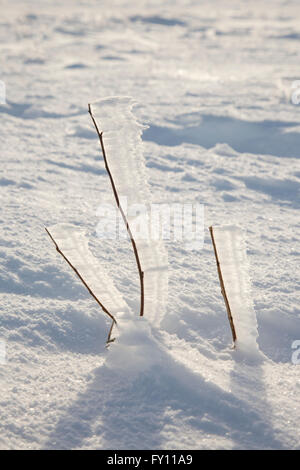 Raureif weiß / Rauhreif auf Zweige in derselben Richtung durch den Wind im Winter bilden Stockfoto