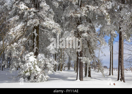 Kiefern im Nadelwald bedeckt im Schnee im Winter an das hohe Venn / Hautes Fagnes, belgische Ardennen, Belgien Stockfoto