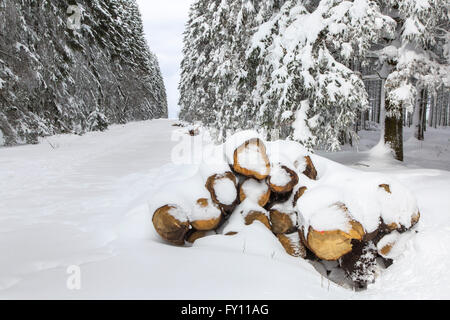 Haufenweise Schnitt anmeldet Feuerschneise im Schnee bedeckt, im Winter auf das hohe Venn / Hautes Fagnes, belgische Ardennen, Belgien Stockfoto