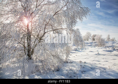 Moorbirke (Betula Pubescens) Bäume bedeckt in Frost im Winter an das hohe Venn / Hautes Fagnes, belgische Ardennen, Belgien Stockfoto