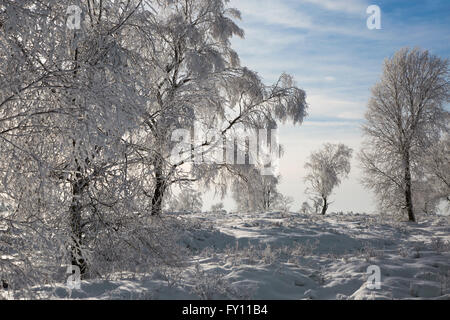 Moorbirke (Betula Pubescens) Bäume bedeckt in Frost im Winter an das hohe Venn / Hautes Fagnes, belgische Ardennen, Belgien Stockfoto