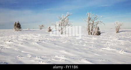 Heidelandschaft mit Bäumen bedeckt in Raureif im Winter, Hoge Venena / hohe Venn / Hautes Fagnes, belgische Ardennen, Belgien Stockfoto