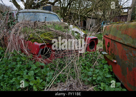 Die Reste eines Robin Reliant, Vintage, die vans langsam verrotten in einem kleinen Bauernhof, die seit 30 Jahren unberührt. Stockfoto