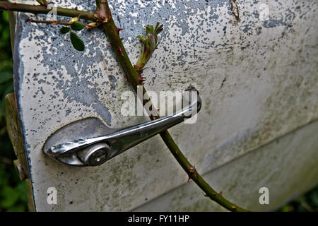 Die Überreste eines Robin Reliant Vintage van langsam verrottet in einem kleinen Bauernhof, der seit 30 Jahren unberührt. Stockfoto