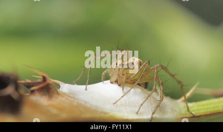 Spinne kümmert sich um seine Eier Stockfoto