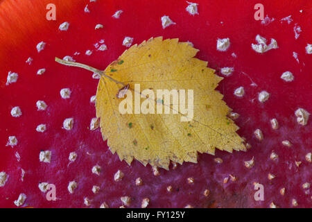 Birken-Blatt auf der Oberseite Hut des Fliegenpilzes / fly Amanita (Amanita Muscaria) Pilz Stockfoto