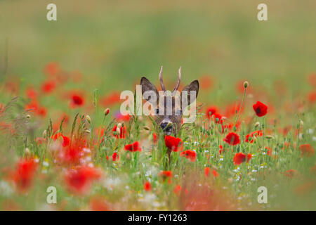 Reh (Capreolus Capreolus) Rehbock auf Nahrungssuche in Wiese mit Mohnblumen blühen im Frühjahr / Sommer Stockfoto