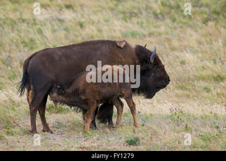 Amerikanischer Bison / American Buffalo (Bison Bison) Kuh Spanferkel Kalb im Sommer, Waterton Lakes National Park, Alberta, Kanada Stockfoto