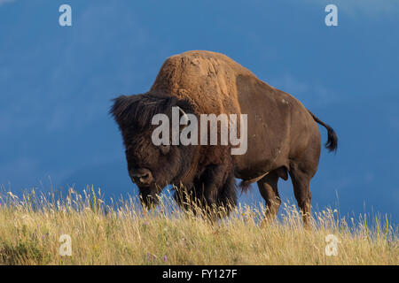 Amerikanischer Bison / American Buffalo (Bison Bison) Stier im Sommer, Waterton Lakes National Park, Alberta, Kanada Stockfoto