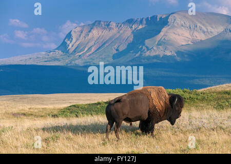 Amerikanischer Bison / American Buffalo (Bison Bison) Stier im Sommer, Waterton Lakes National Park, Alberta, Kanada Stockfoto