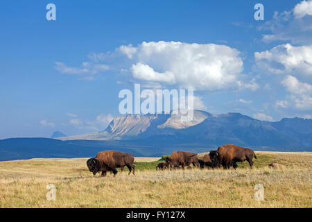 Amerikanischer Bison / American Buffalo (Bison Bison) Herde im Sommer, Waterton Lakes National Park, Alberta, Kanada Stockfoto