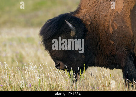 Amerikanischer Bison / American Buffalo (Bison Bison) Nahaufnahme Portrait von Bull im Sommerfell Stockfoto