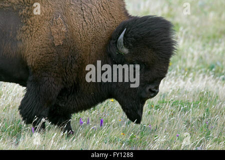 Amerikanischer Bison / American Buffalo (Bison Bison) Nahaufnahme Portrait von Bull im Sommerfell Stockfoto