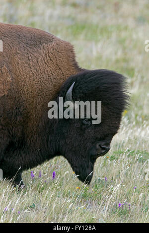 Amerikanischer Bison / American Buffalo (Bison Bison) Nahaufnahme Portrait von Bull im Sommerfell Stockfoto